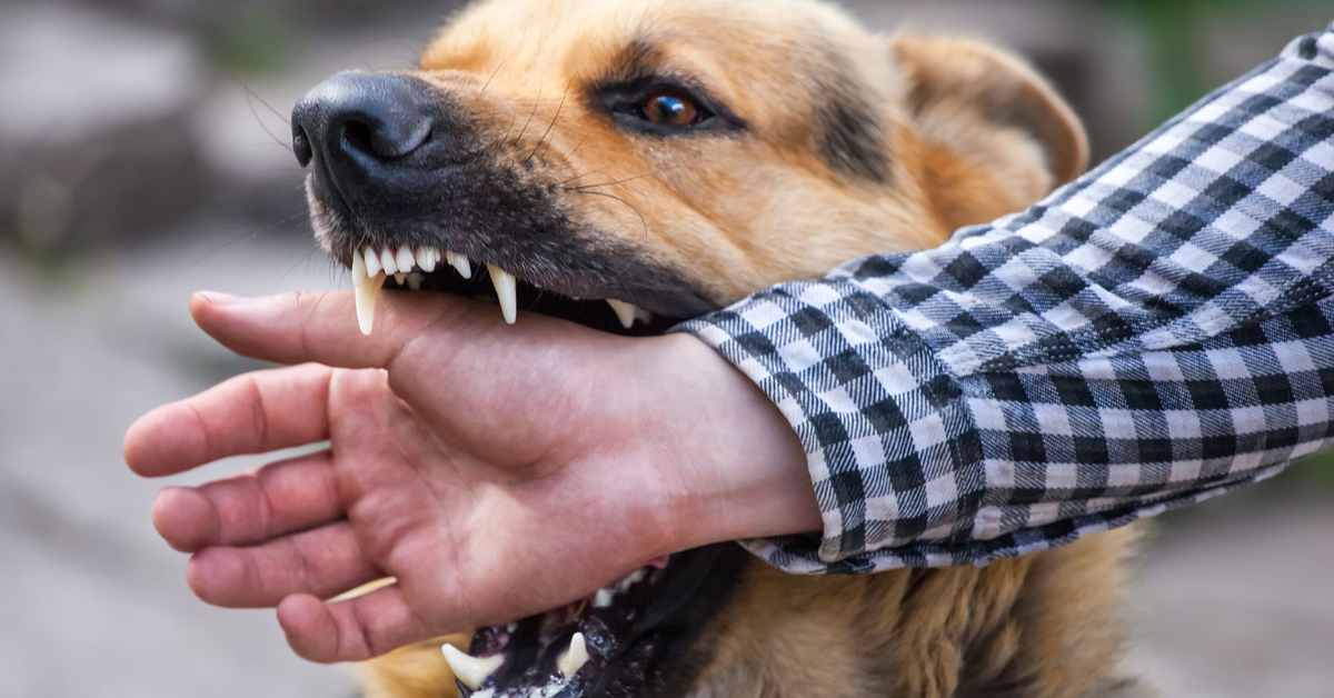 Reno dog bite lawyer Matt Dion can help you if you've been bitten. This picture shows a German Shepard about to bite a hand. Reno dog bite lawyer Matt Dion can help you if you've been bitten. This picture shows a German Shepard about to bite a hand.